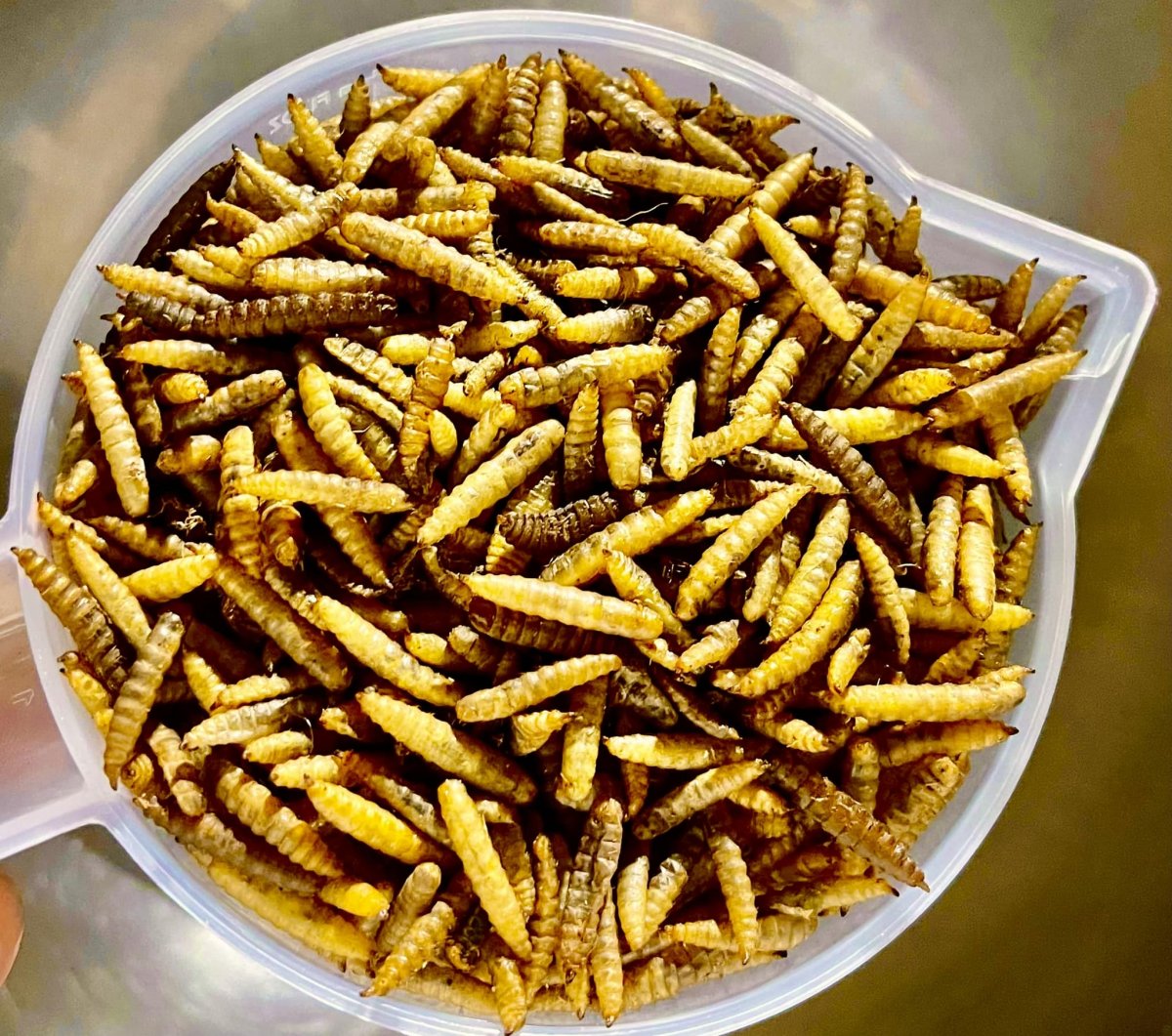 Insect Protein နှင့် တိုက်ကြက်